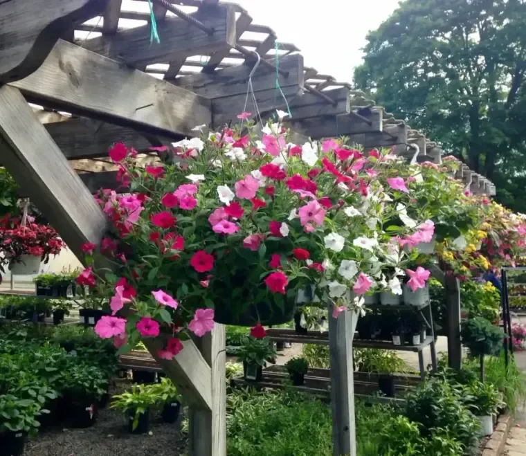 Ridgeway Garden Center, business photo 2